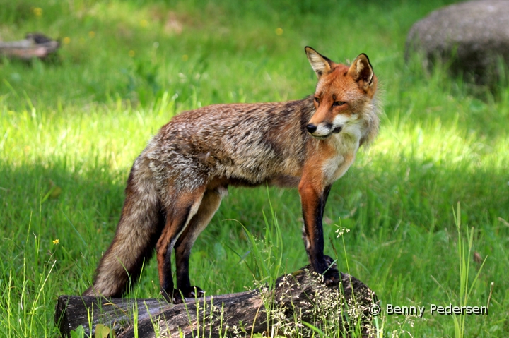 Rodrav 1.jpg - Rødræv  (Vulpes vulpes)